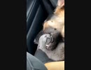 ホモと見る　犬に食われながら眠る猫