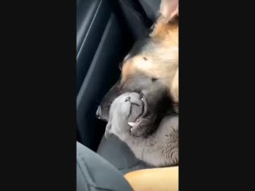 ホモと見る　犬に食われながら眠る猫