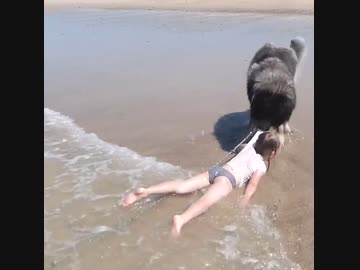 ホモと見る　幼女の危険を察知してすぐ助けるワンコ