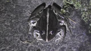 人気の とのさまガエル 動画 18本 ニコニコ動画