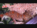 成長したヤモリがかっこいい件