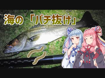 【お台場】琴葉姉妹とシーバスフィッシング！vol.10【海のバチ抜け】