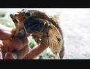 【釣り・ニコ生】旧中川でチヌとハゼ釣り、結果、でかいマハゼが釣れた！＠荒川ロックゲートは釣果なし【VLOG】