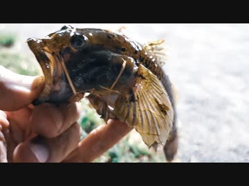 【釣り・ニコ生】旧中川でチヌとハゼ釣り、結果、でかいマハゼが釣れた！＠荒川ロックゲートは釣果なし【VLOG】