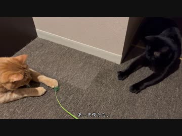最近の猫