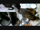 今週のおやつ（本隊）【蒼民家の猫々】