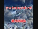 テンクロスジギンポ