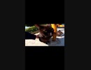 トントンするとうっとりする黒猫さん#Shorts【野良猫】【感動猫】