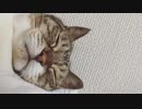 腰をとんとんされたいネコ
