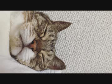 腰をとんとんされたいネコ