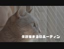元野良猫まるくるのルーティン