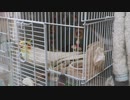 ピピーピピーピピー