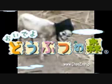 おいでよ900の森