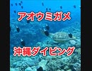 アオウミガメ・慶良間諸島国立公園