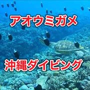 アオウミガメ・慶良間諸島国立公園