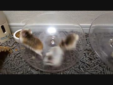 ホモと見る　仁義なきハムスターレース