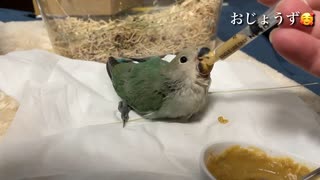 コザクラインコのひなを飼いました1日目