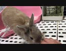 【うさぎ】なでなで要求に応えてくれるモフモフの生き物【毛玉】