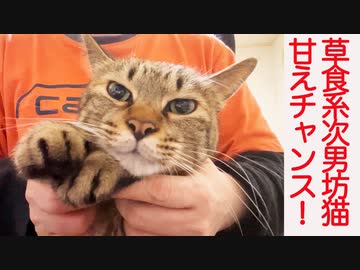 草食系ばかまじめ猫、千載一遇の甘えチャンス到来！