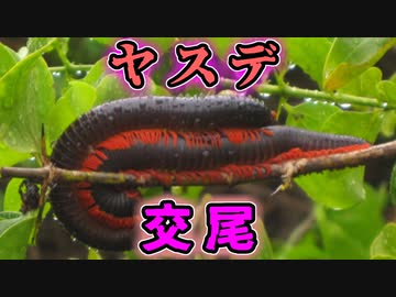 人気の ヤスデ 動画 29本 ニコニコ動画