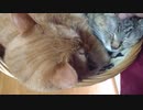 拾いねこ＠生後3651/3618日目　アコさん10歳まであと2日！