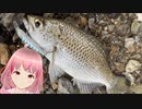 リーフフィッシングと水たまりミキユーのキメラ動画