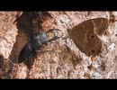 ちょっとだけ、コクワガタとサワガニを眺める