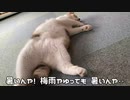 猫に無視される父ちゃん