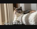 もかさん鳥さん来た！！