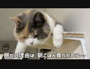 猫モカさん首大丈夫？