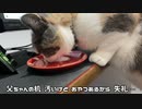 猫モカ父ちゃんの机へ！