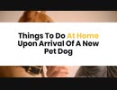 Things To Do At Home Upon Arrival Of A New Pet Dog