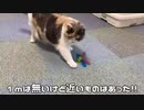 猫モカさんトンボさん！！