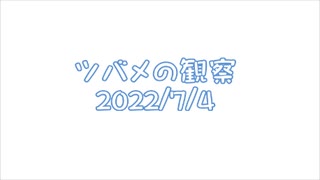 ツバメの観察2022No025