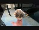 猫モカさんの忠告！