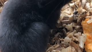 クロクマハムスターぱくぱくムシャムシャ