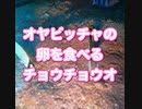 弱肉強食！オヤビッチャの卵を食べるチョウチョウオ・慶良間諸島