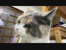猫の覚えといてな！！