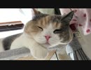 猫のでぶっちょ攻撃。