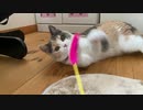 猫のタイムスリップ。
