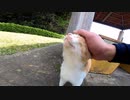 悪意を持って野良猫の後についって行ったら・・・！？#Shorts【野良猫】【感動猫】