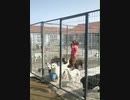 ホモと見る脱獄犬