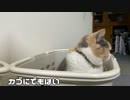 猫のジャンプ、インチキ疑惑。台風えお吹っ飛ばせ！