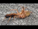 クモを運ぶベッコウクモバチ