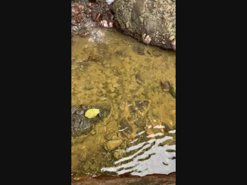 雨やどり（動画素材）