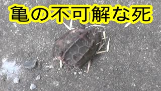 人気の クサガメ 動画 296本 ニコニコ動画