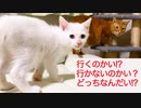 オッドアイの猫型珍獣、保護子猫に持ちネタ伝授を試みる
