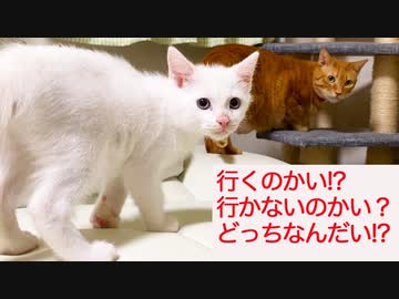 オッドアイの猫型珍獣、保護子猫に持ちネタ伝授を試みる