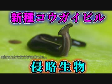 コウガイビルの新種がヤバい【ゆっくり解説】