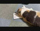 警戒心0の猫がこちら・・・